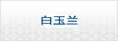 白玉兰